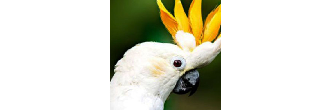 Are You Ready for a Pet Bird?