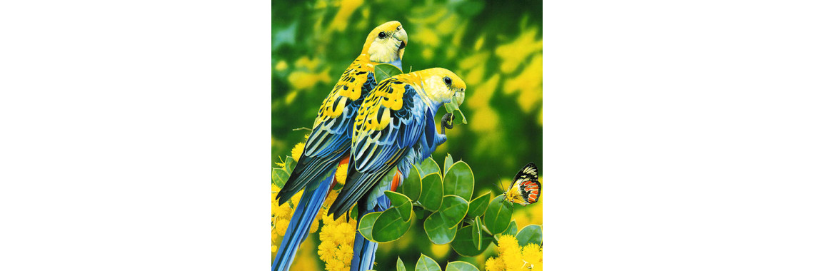 How To Care Your Pet Bird