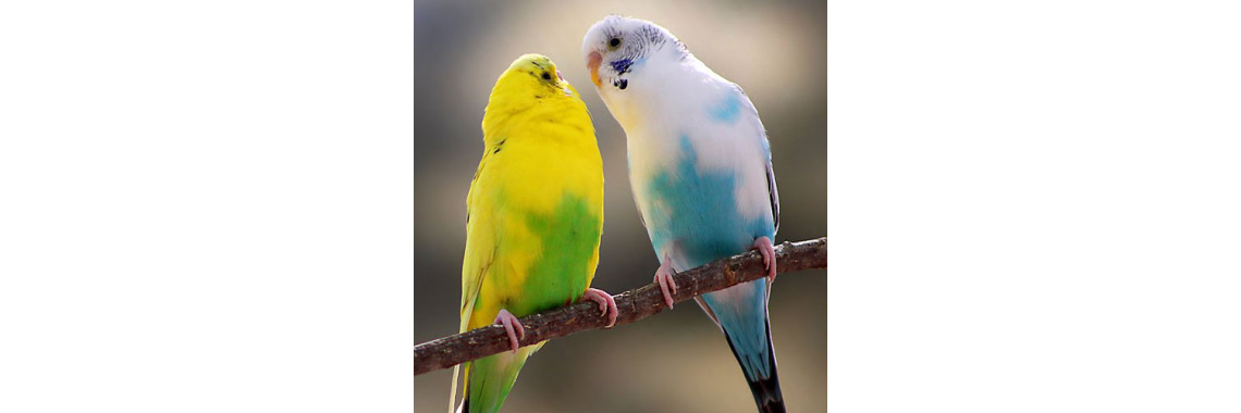 I Always Want A Pet Bird..