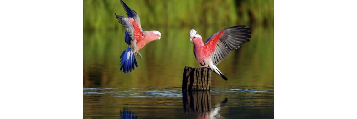 9 Ways To Protect Our Bird From Illnesses