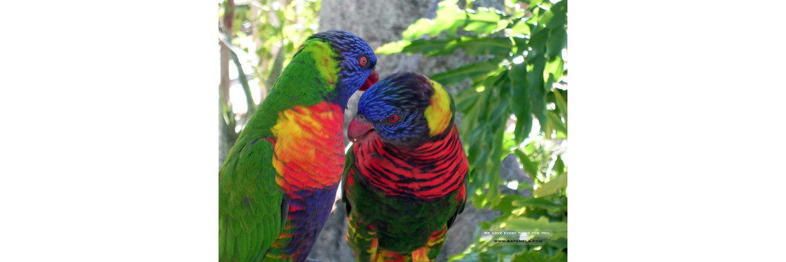 6 things that we have to consider before buying a bird