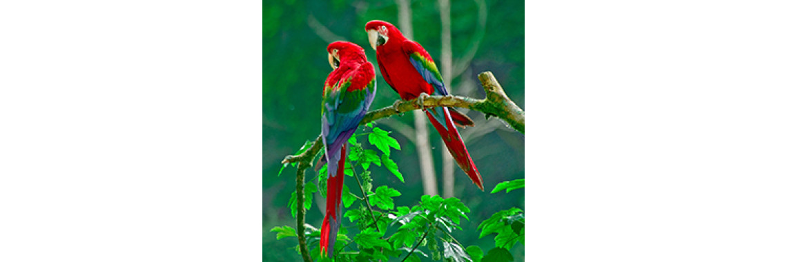Simple Tips- For Your Pet Bird's Health