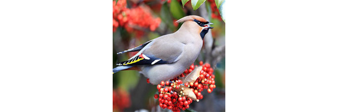 Do You Know: What Do Birds Like Eating?