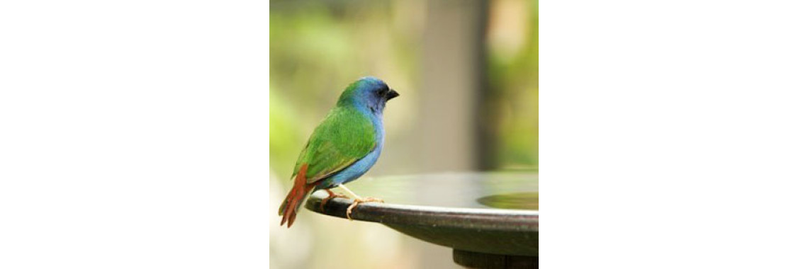 Bird Cleaning