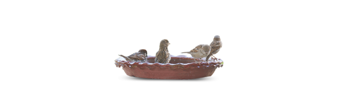In Hot Days, Birds Need A Bird Bath.