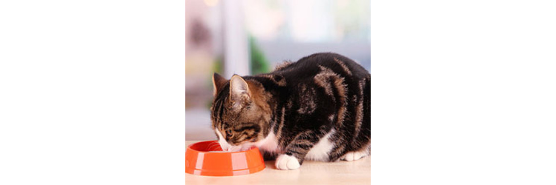 The Best Way To Feed Your Cat