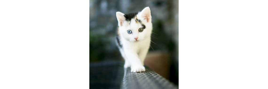 Cat Health and Cat Care