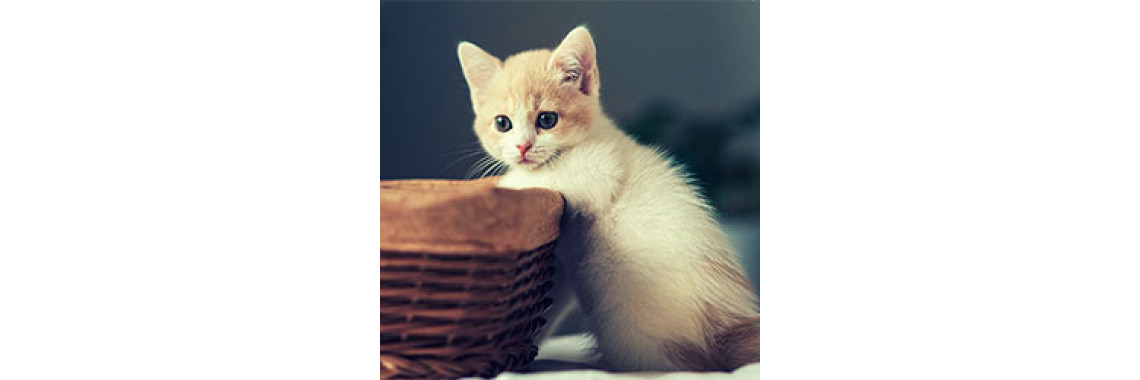 How To Make Sure Your New Cat Will Be At Home In Your Home
