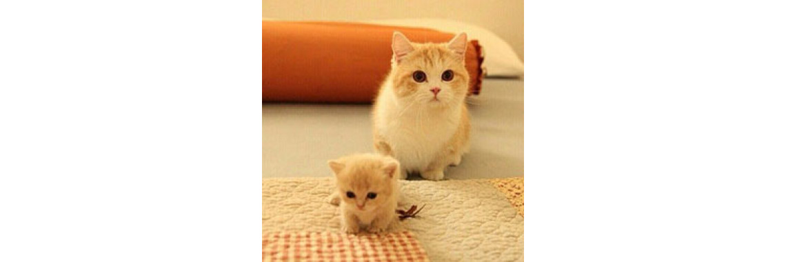 Have You Ever Heard Of Munchkin Cat?