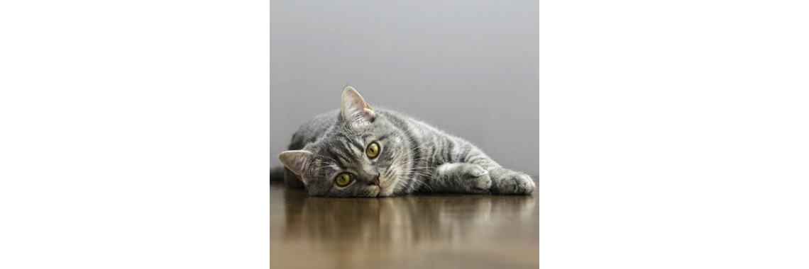 Why Is My Cat Vomiting?