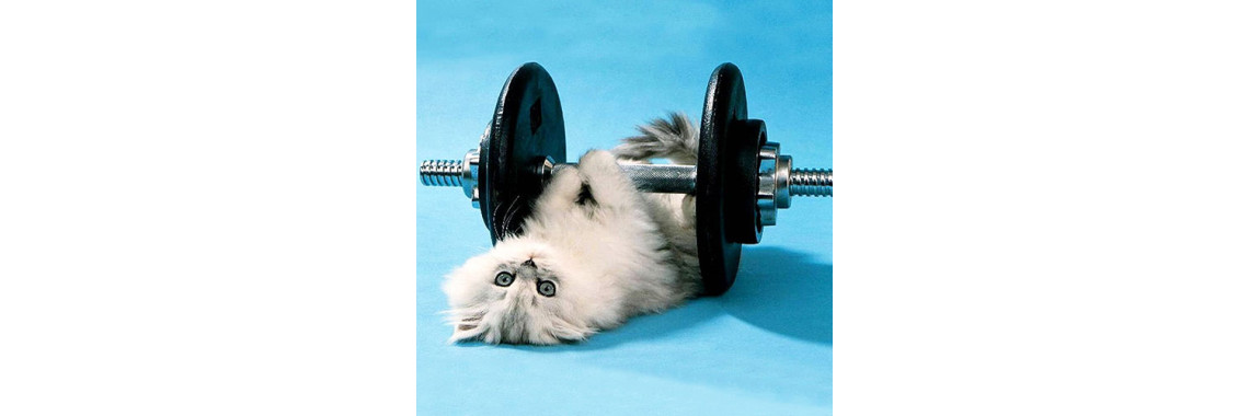 Exercise for Cats