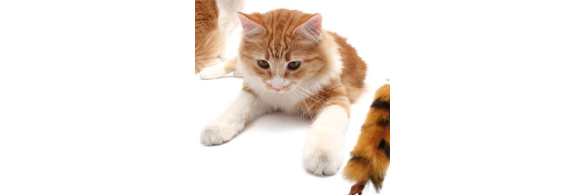 Cat Owners Cat Training Books