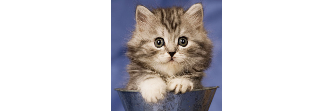 Caring For Cats
