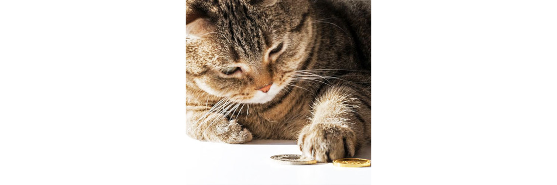 Choosing Soft Toys That Are Safe For Your Pet