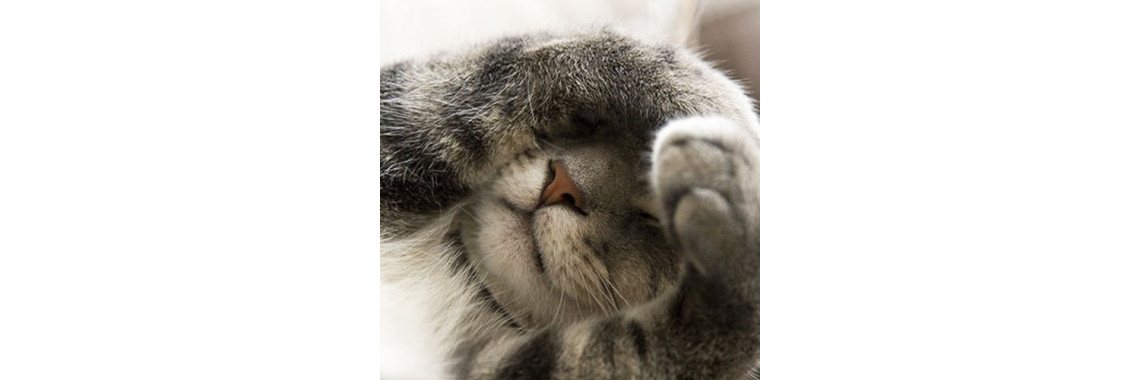 Why Do Cats Cover Their Faces When They Sleep?