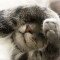 Why Do Cats Cover Their Faces When They Sleep?