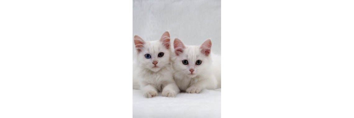 Tips For Training Your Cat