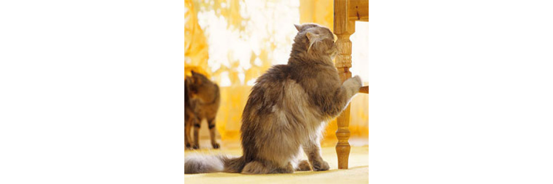 Save Your Furniture, Sanity And Your Cat Claws!