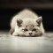 Don't Ever Do These Things to Your Cat