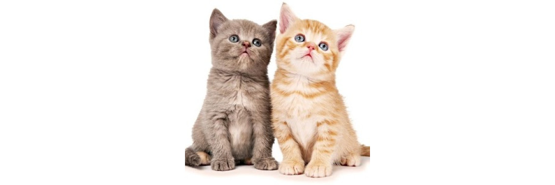 Online boutiques for pets and pet lovers