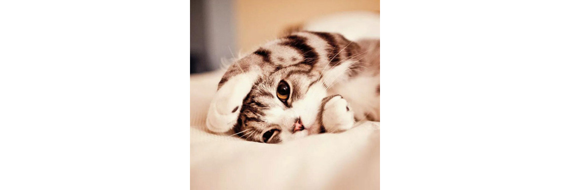 Cats Are Very Lovable Creatures..No?