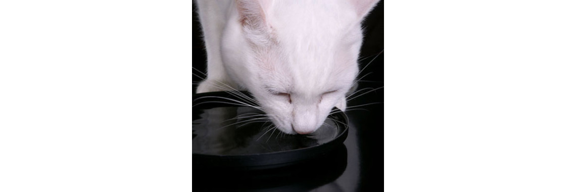 Why Does My Cat Drink More Water?