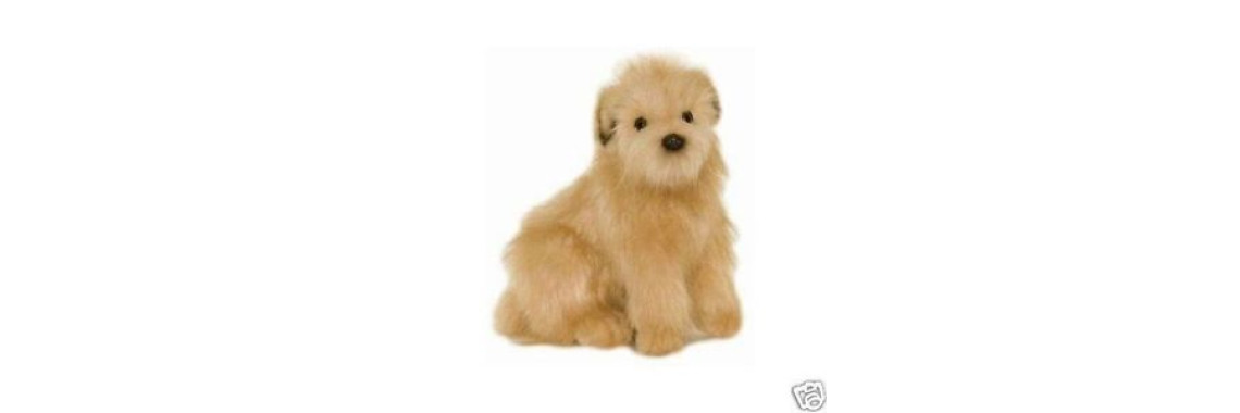 Why Own a Nor folk Terrier Dog as Pet