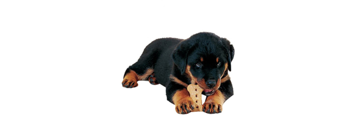 A Treat While Training A Dog- Good Or Bad?