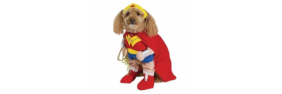 Could Your Dog Be a Sports Star