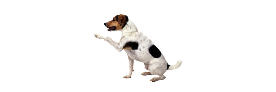 Tips For Toilet Training Your Pet Dog