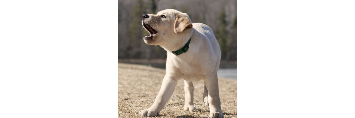 Bark Collars: Do They Work?