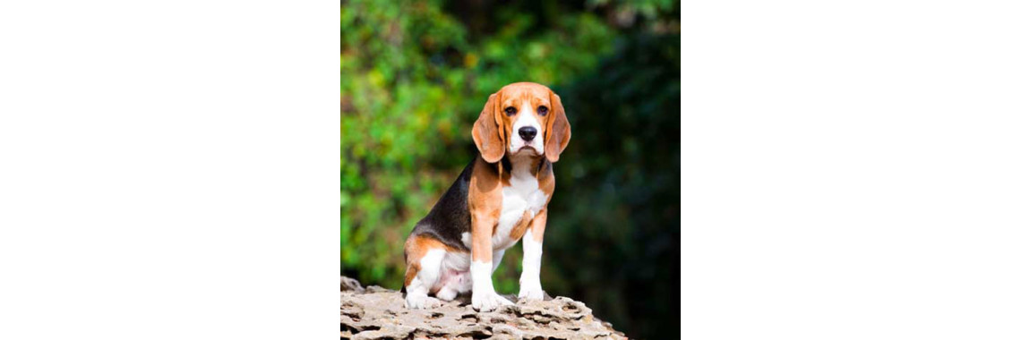 Incredibly Kid Friendly Dogs You Should Think Of