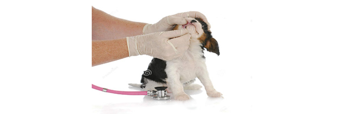 Choosing The Right Vet to Care For Your Pets