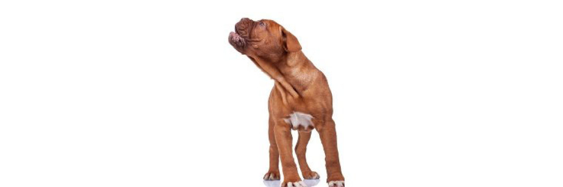 Basic Dog Training Part V