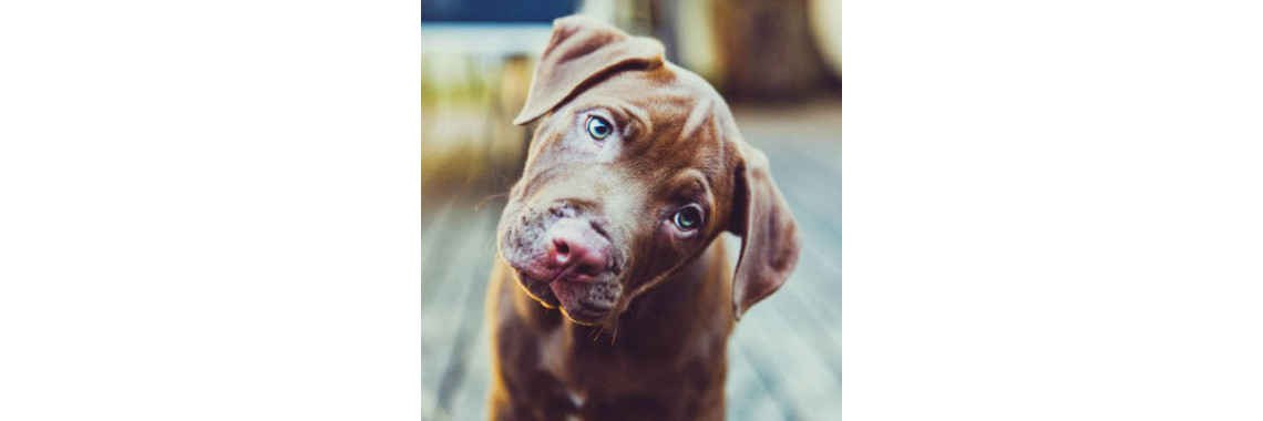 Do You Know What Your Dog Is Actually Saying?