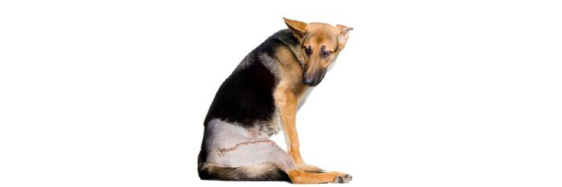 Canine Hip Dysplasia - Are You Aware Of This??