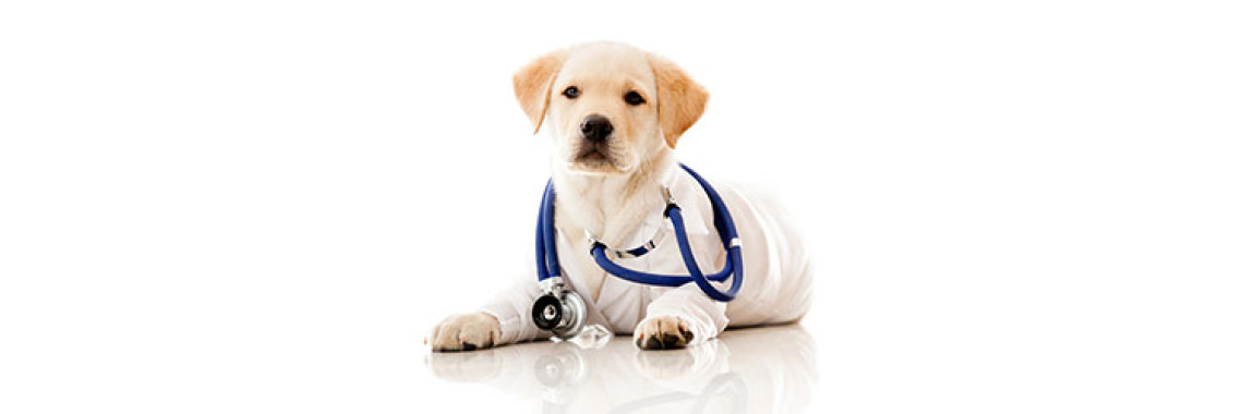 Does Your Pet Dog Suffer From Heart-worms?