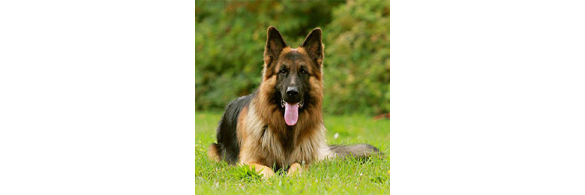 Did You Ever Thought Of German Shepherd Dogs?