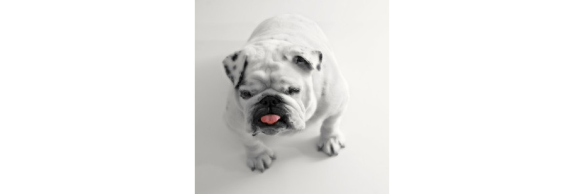 Clicks Instead Of Good Boy For Dog Training