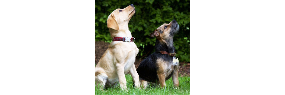 Six Secrets Of Dog Training