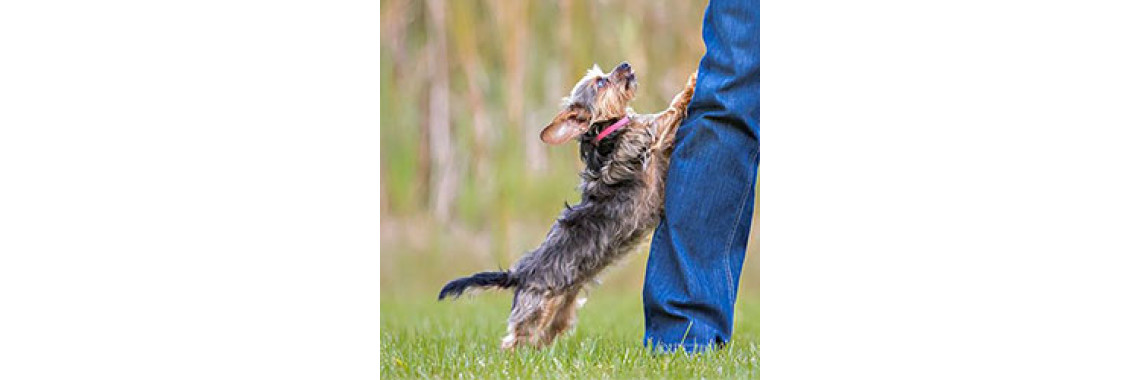 The Top 3 Canine Behavior Problems And How To Solve Them - Part 2