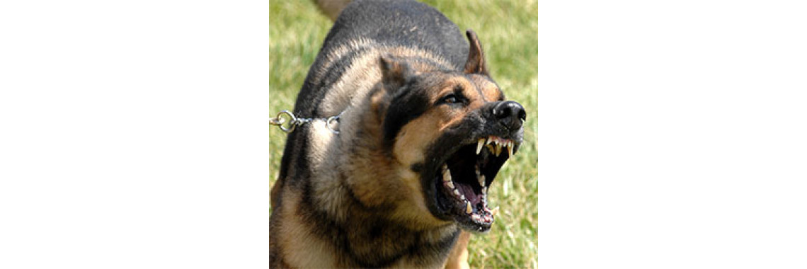 Dog Behavioral Problems