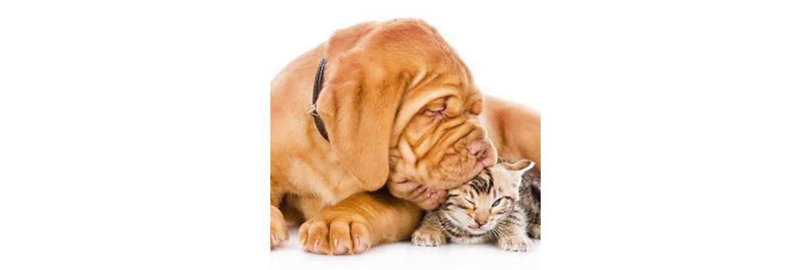 The Benefits Of Caring For A Pet