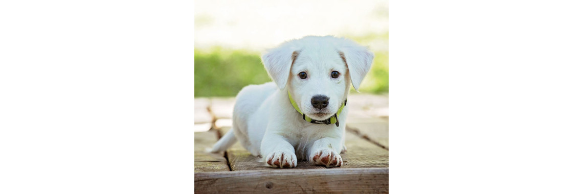 What To Expect When You Bring Home A Puppy (Week 9 â€“ 12)