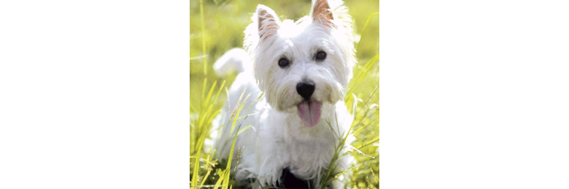 How to Help Dogs That Are Hypoallergenic
