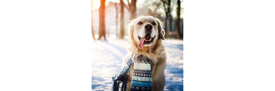 15 Winter Care Tips For Your Dog