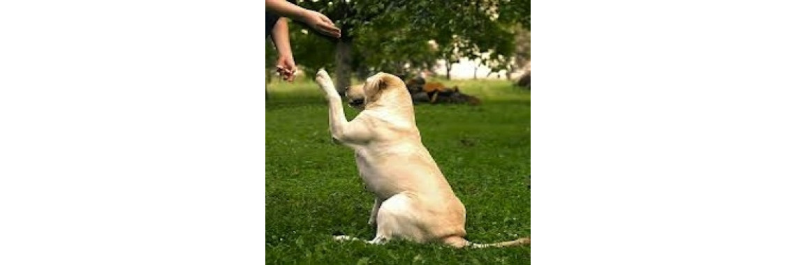 How To Train Your Pet Dog