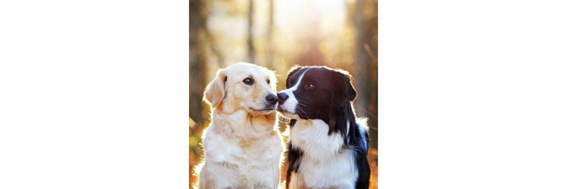 Are There Benefits To Having Two Pooches?