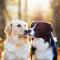 Are There Benefits To Having Two Pooches?