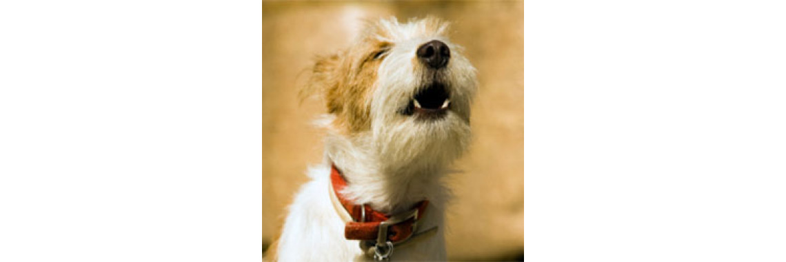 The Key To Stopping Your Dogs Excessive Barking